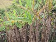 CHÁCARA CAMINHO DO OURO