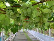 Chácara com 10 quartos, Centro, Pedro de Toledo R$ 890...