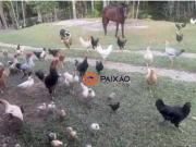 Chácara com 3 dormitórios à venda, 19000 m² por R$...