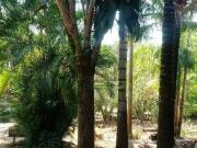 Chácara com 3 dormitórios à venda, 2000 m² por R$...