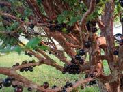 Chácara com 3 dormitórios à venda, 2670 m² por R$...