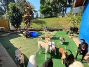 Chácara com 3 dormitórios à venda, 5250 m² por R$...