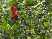 Chácara com 3 dormitórios à venda, 820 m² por R$...