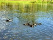 Chácara com 4 dormitórios à venda, 21000 m² por R$...