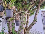 Chácara com 5 dormitórios à venda, 1154 m² por R$...