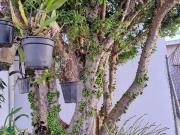 Chácara com 5 dormitórios à venda, 1154 m² por R$...