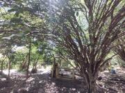 Chácara com 6 dormitórios à venda, 2000 m² por RS...