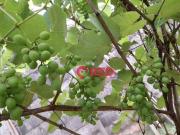 Chácara com 7 dormitórios à venda, 5000 m² por R$...