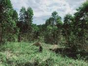 Chacara, Costa da Serra, Montenegro, RS