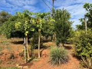 Chacara em Bela vista