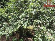 CHÁCARA ESPIRITO SANTO 15KM DE BRAZLÂNDIA