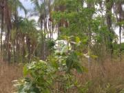 Chacara Lazer 15.000 m² 20 km Daia