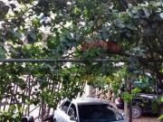 CHACARA NO BAIRRO DE MANTIQUEIRA, MAIRIPORÂ, COM 2.438 M2