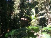 Chácara no Horto Florestal em Ubatuba rodeado pela Mata...