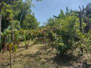 Chácara para venda em Alexandra em Paranaguá Paraná de...