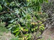 Chácara para venda em Araçoiaba da Serra em Araçoiaba Da...