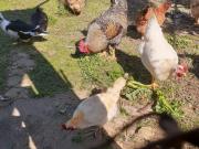 Chácara para venda em Embu Guaçu, captado 06/03/2026