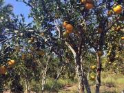 Chácara para venda em Picos em Itaboraí Rio de Janeiro...