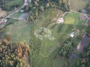 Chácara pomar de 13,12ha na Linha 10 de Julio em Antonio...