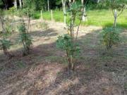 Chácara Residencial à venda, Vila Verde, Ibiúna CH0346 Chácara Residencial à venda, Vila Verde, Ibiúna CH0346