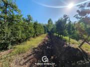 Chacra de 8 hectáreas en Cinco Saltos, Río Negro