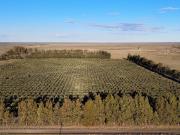 Chacra de Olivares en venta a 5km de Viedma