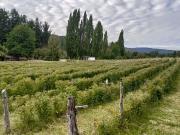 Chacra en Altos del Mallin El Bolsón