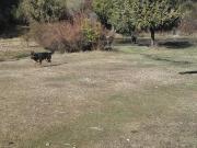 Chacra en Mallin Ahogado