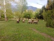 Venta chacra en Paraje Entre Ríos Cushamen Chubut