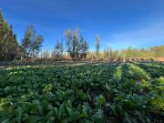 Chacra Productiva de 4 Has. en Centenario Chacra Productiva de 4 Has. en Centenario