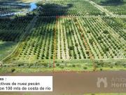 Chacra Campo productivo en venta en Alto Pecan Entre Rios