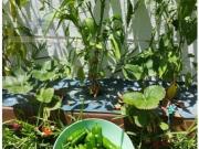 Chalet con piscina privada a 600m del mar