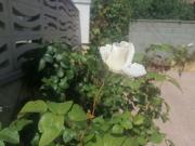 Chalet en alquiler en calle De la Conca de Barberà,...