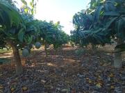 Chalet en Venta en Algarrobo, Málaga