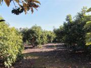 Chalet en venta en Alhaurín de la Torre, Centro. Chalets...