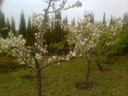 Chalet en venta en Aznalcázar. Chalet en campo de Golf....