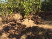 Chalet en venta en Bonares, Bonares