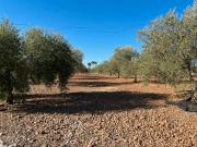 Chalet en venta en Carlota La. CASA DE CAMPO Y PARCELA...