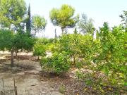Chalet en venta en Crevillente. Finca en venta en...