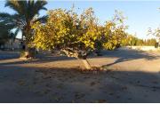 Chalet en venta en Elche Elx, El Travaló Martínez...