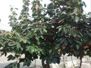 Chalet en venta en Elche Elx, Perleta Maitino. CHALET EN...