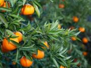 Chalet en venta en Jimena de la Frontera. Chalets Jimena...