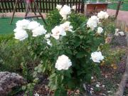 Chalet en venta en Pont de Vilomara i Rocafort El....