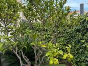 Chalet en venta en Torrevieja, Punta Prima. Casa con...