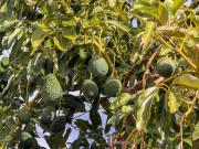 Chalet en venta en Vélez de Benaudalla, Costa tropical