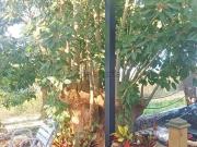 Chalet, Icod de los Vinos