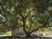 Chalet, Linda Vista Nueva Alcántara Cortijo Blanco, Marbella