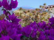 Chalet, Puerto de la Cruz