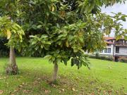 Chalet, Ribamontan al Monte