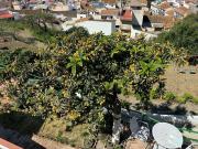 Chalet, Norte Barrio del Pilar El Reñidero, Vélez Malaga
